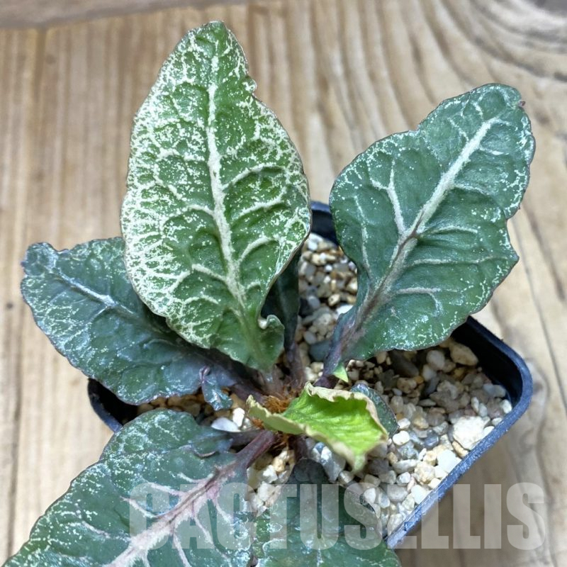 SH1934 Euphorbia francoisii hybrid