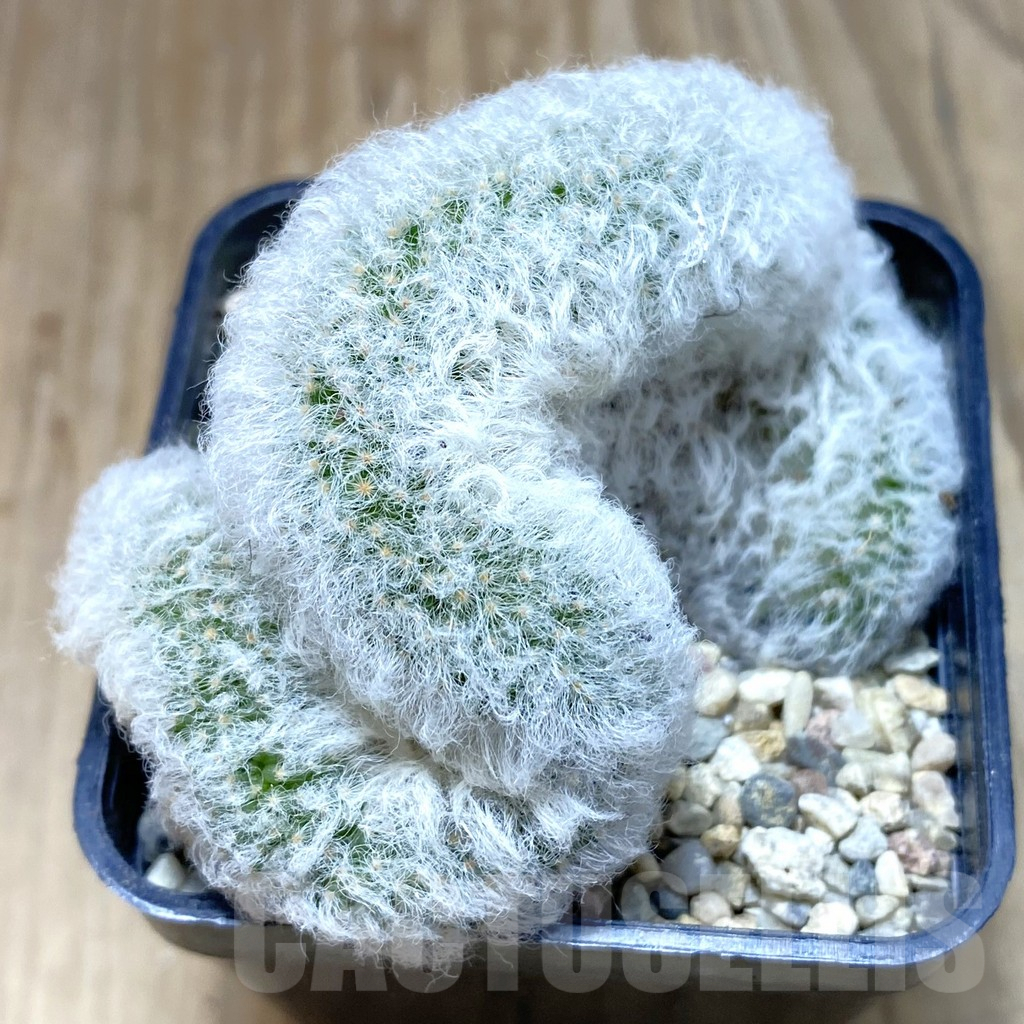 SH1914 Mammillaria bocasana f. cristata