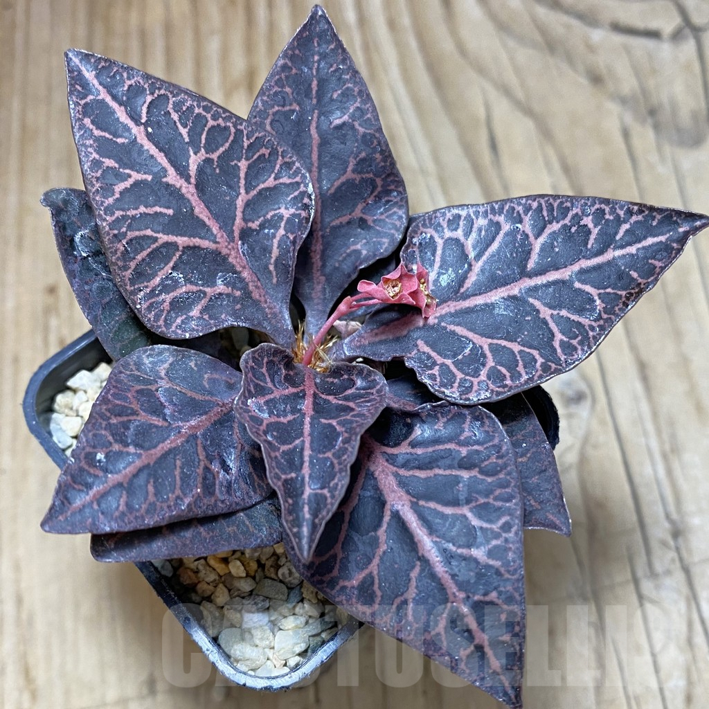 SH1939 Euphorbia francoisii hybrid