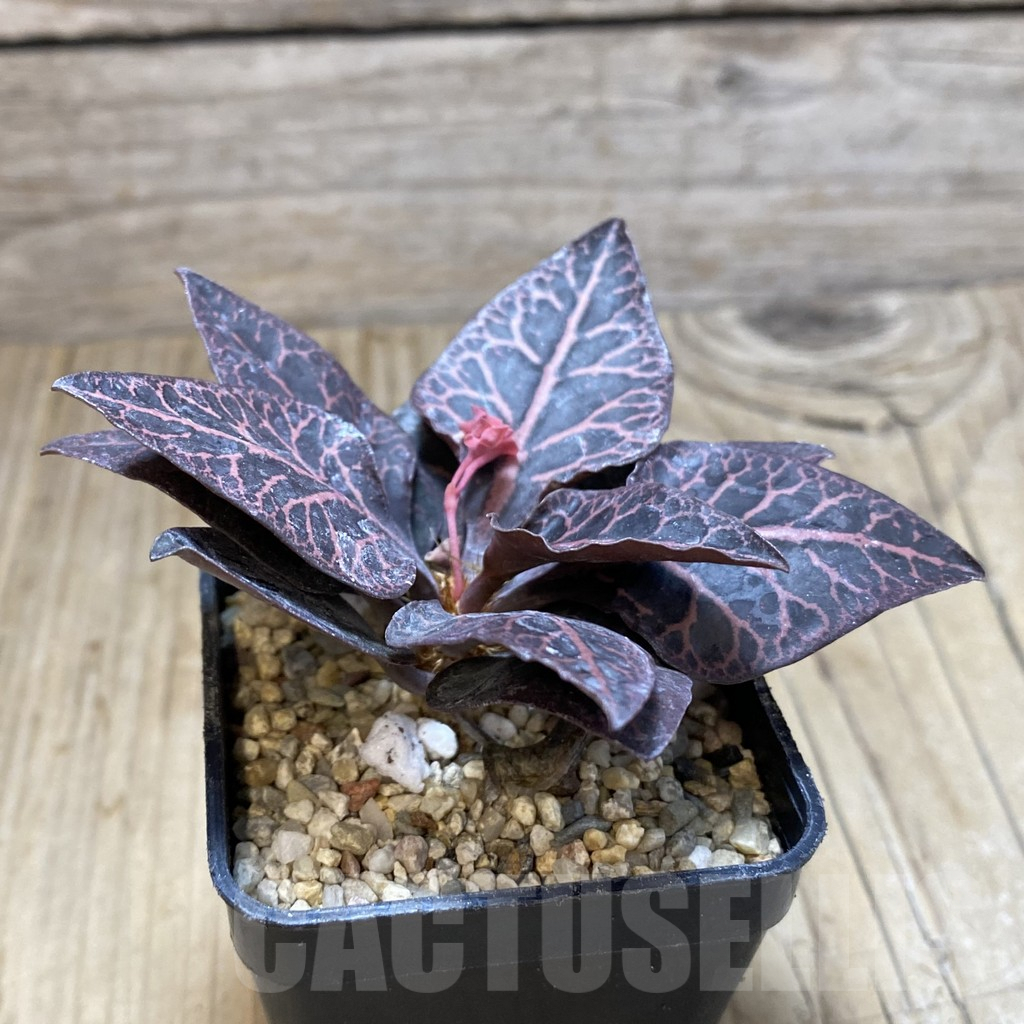 SH1939 Euphorbia francoisii hybrid - immagine 2