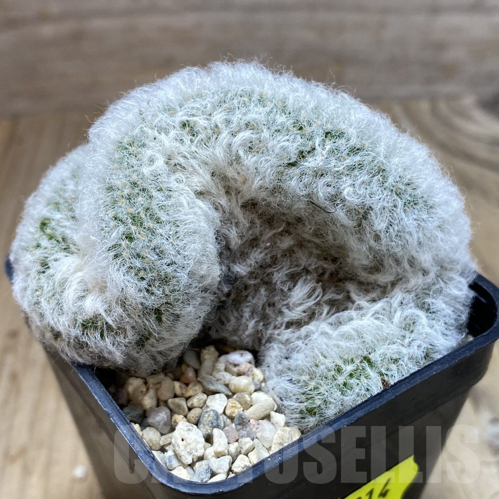 SH1914 Mammillaria bocasana f. cristata - Image 2