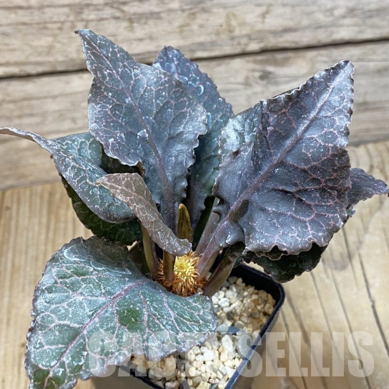 SH1941 Euphorbia francoisii hybrid