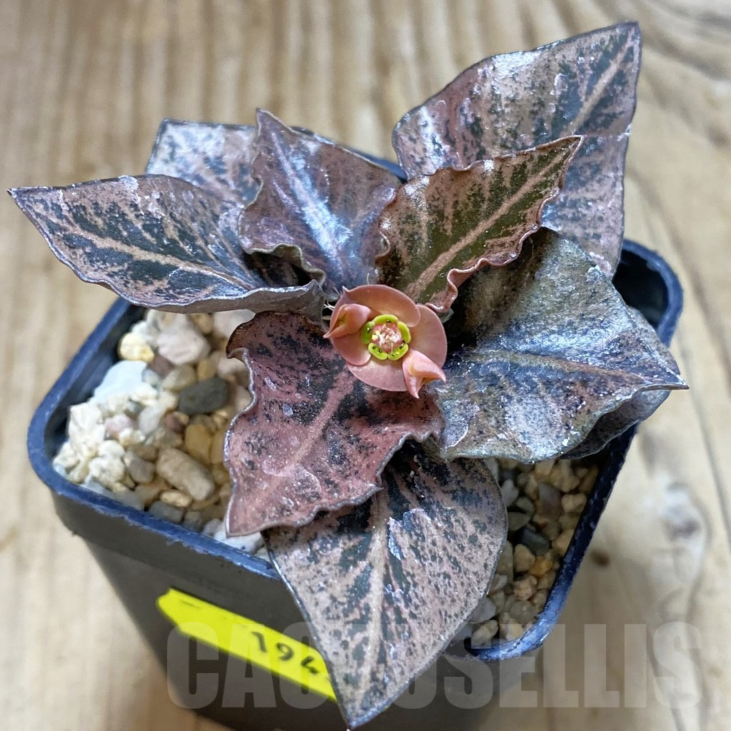 SH1943 Euphorbia francoisii hybrid