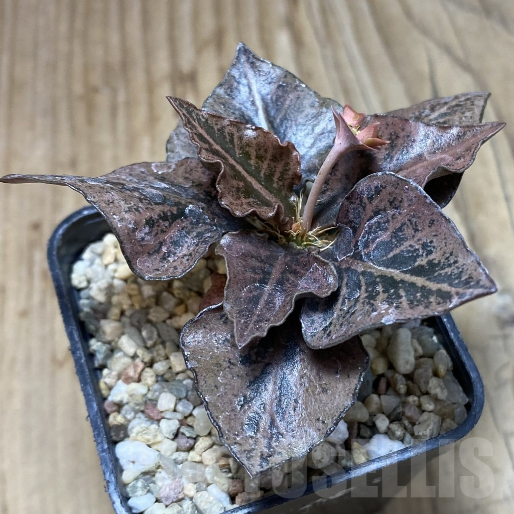 SH1943 Euphorbia francoisii hybrid - Зображення 2