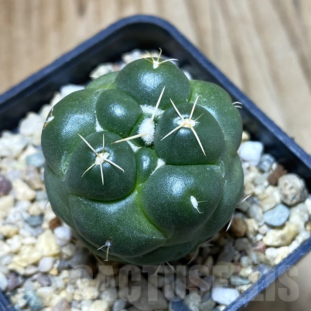 SH2072 Coryphantha elephantidens ‘inermis’ - immagine 2