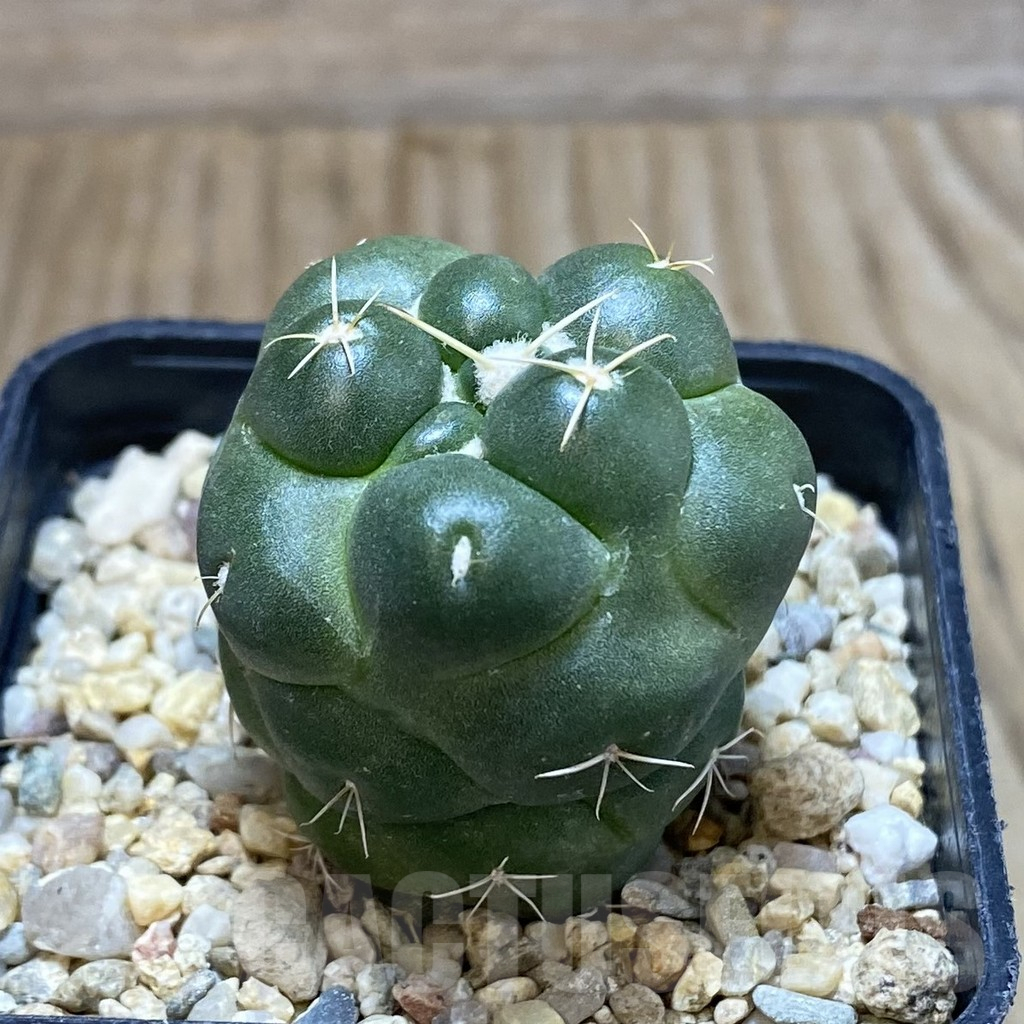 SH2072 Coryphantha elephantidens ‘inermis’ - immagine 3