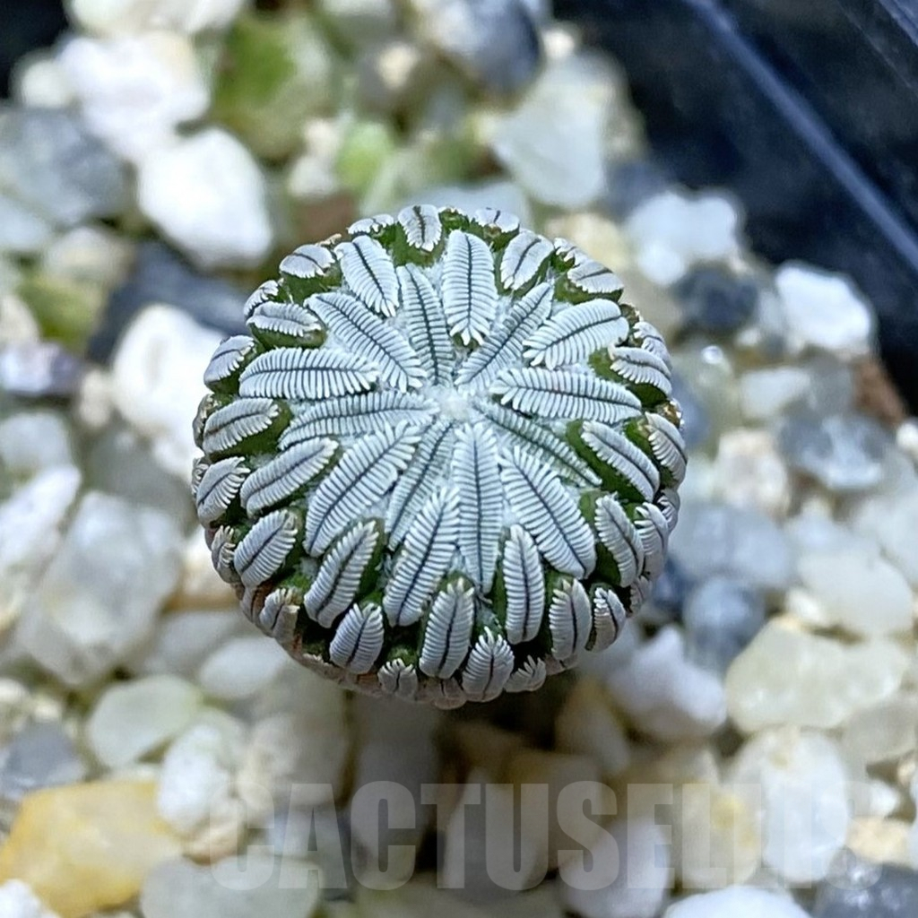 SH2073 Pelecyphora aselliformis seedling , own roots