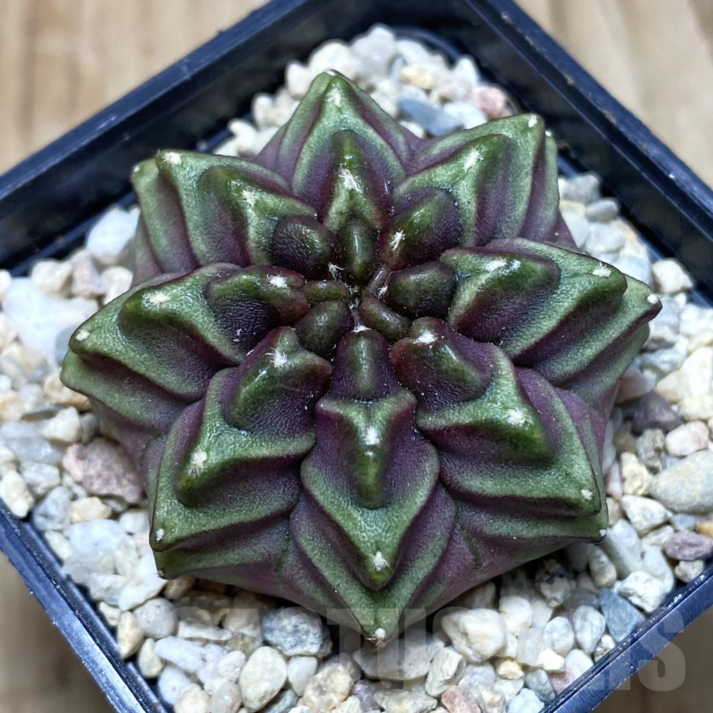 SH2040 Gymnocalycium mihanovichii ‘Nana’ x ‘Day Dream’, seedling
