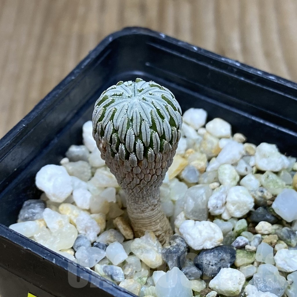 SH2073 Pelecyphora aselliformis seedling , own roots - Imagen 2