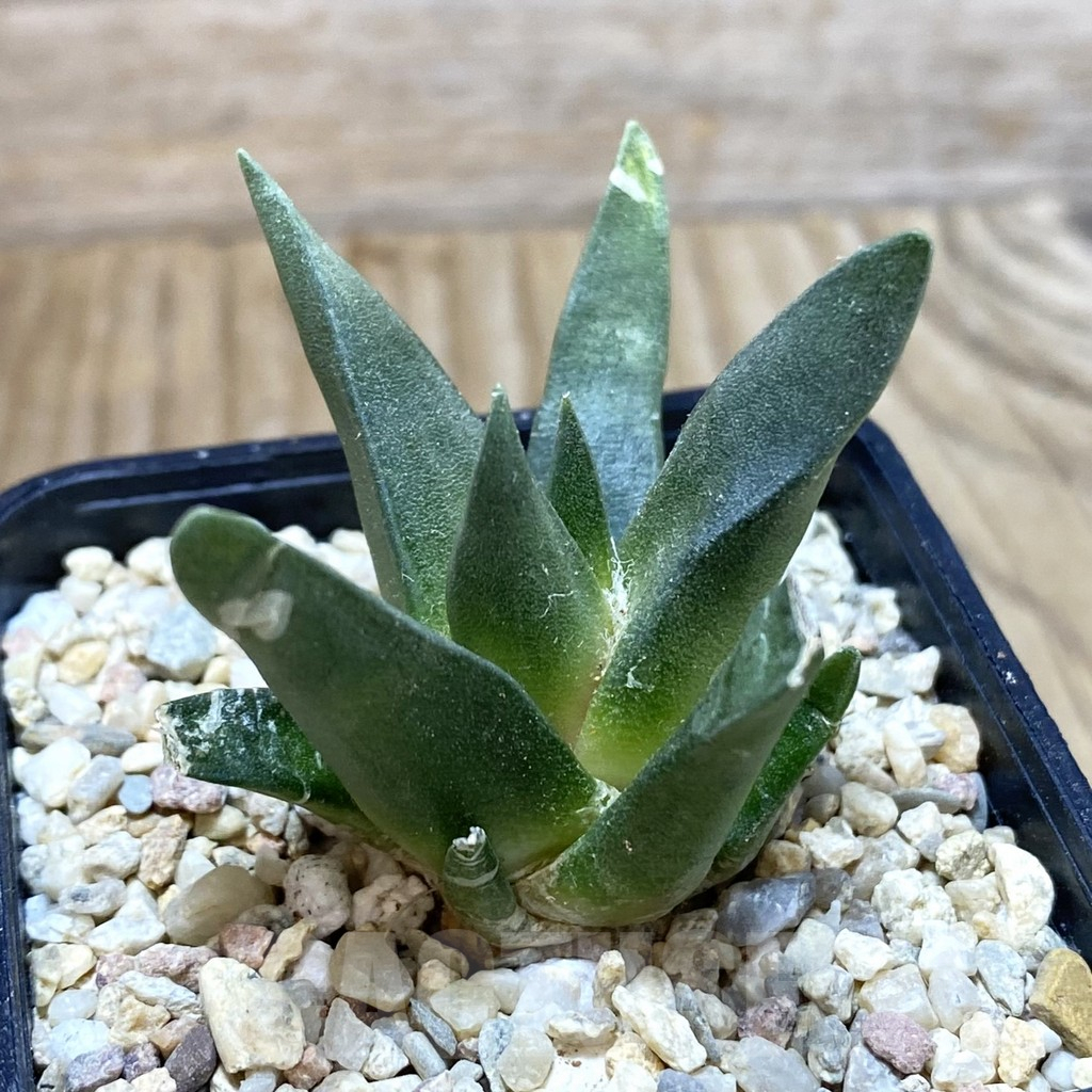 SH2074 Ariocarpus retusus, seedling - immagine 2