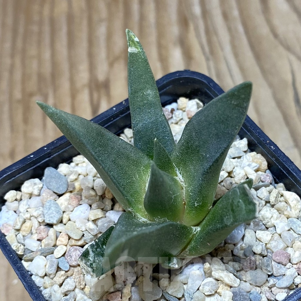 SH2074 Ariocarpus retusus, seedling