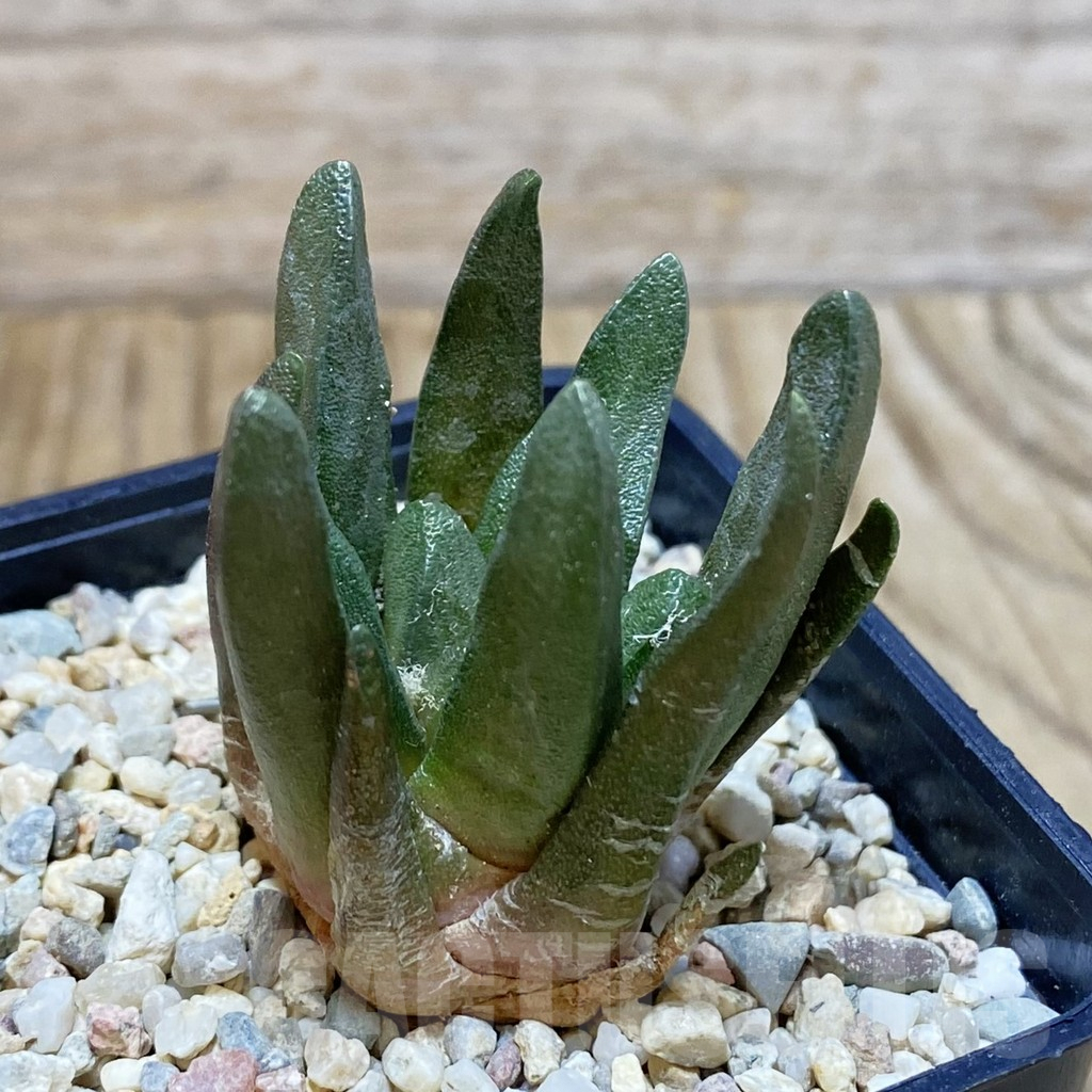 SH2075 Ariocarpus scapharostrus, seedling, own roots