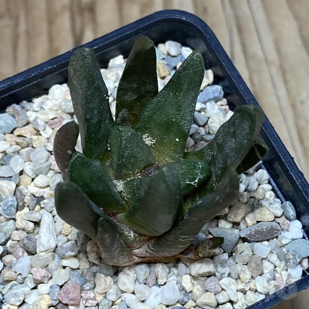 SH2075 Ariocarpus scapharostrus, seedling, own roots - Зображення 2