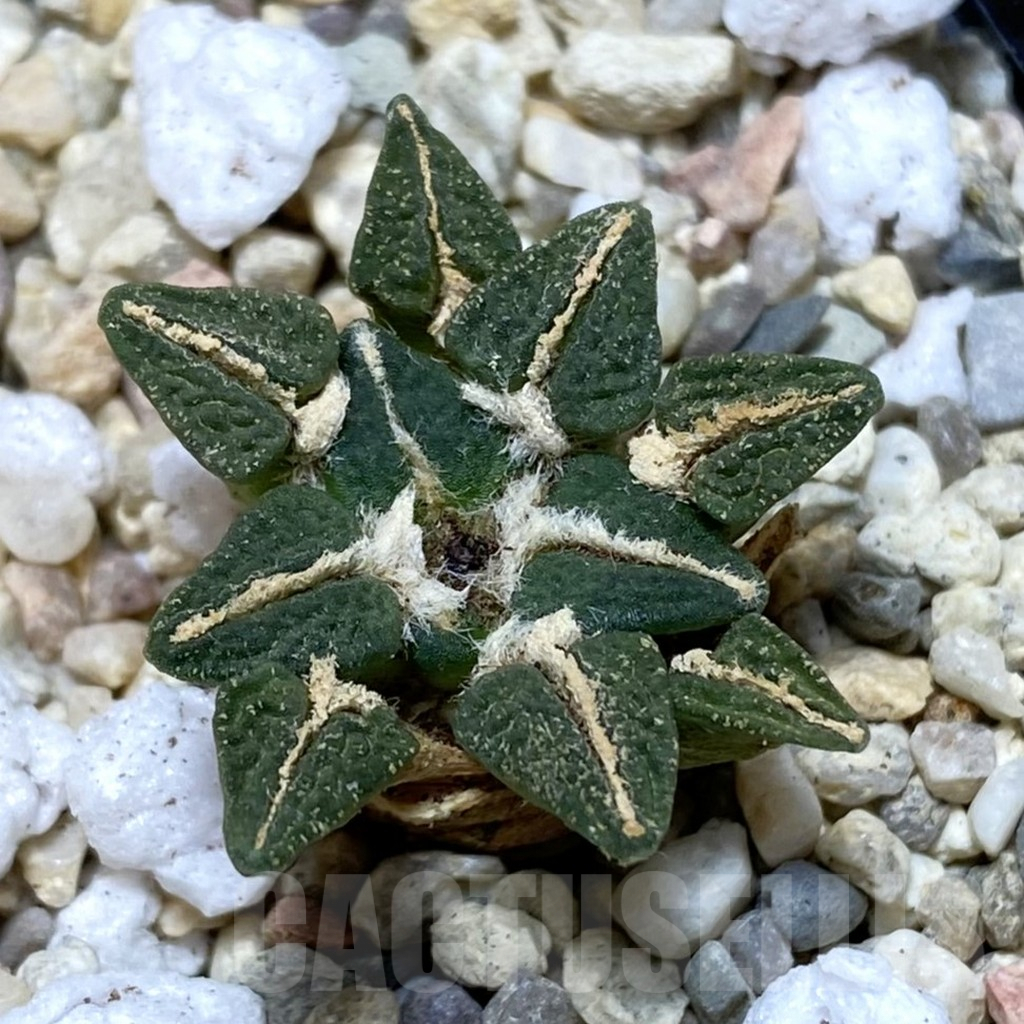 SH2076 Ariocarpus kotschoubeyanus hybrid, seedling, own roots
