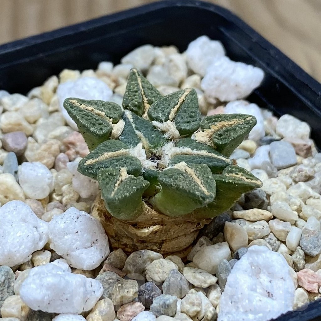 SH2076 Ariocarpus kotschoubeyanus hybrid, seedling, own roots - Зображення 2