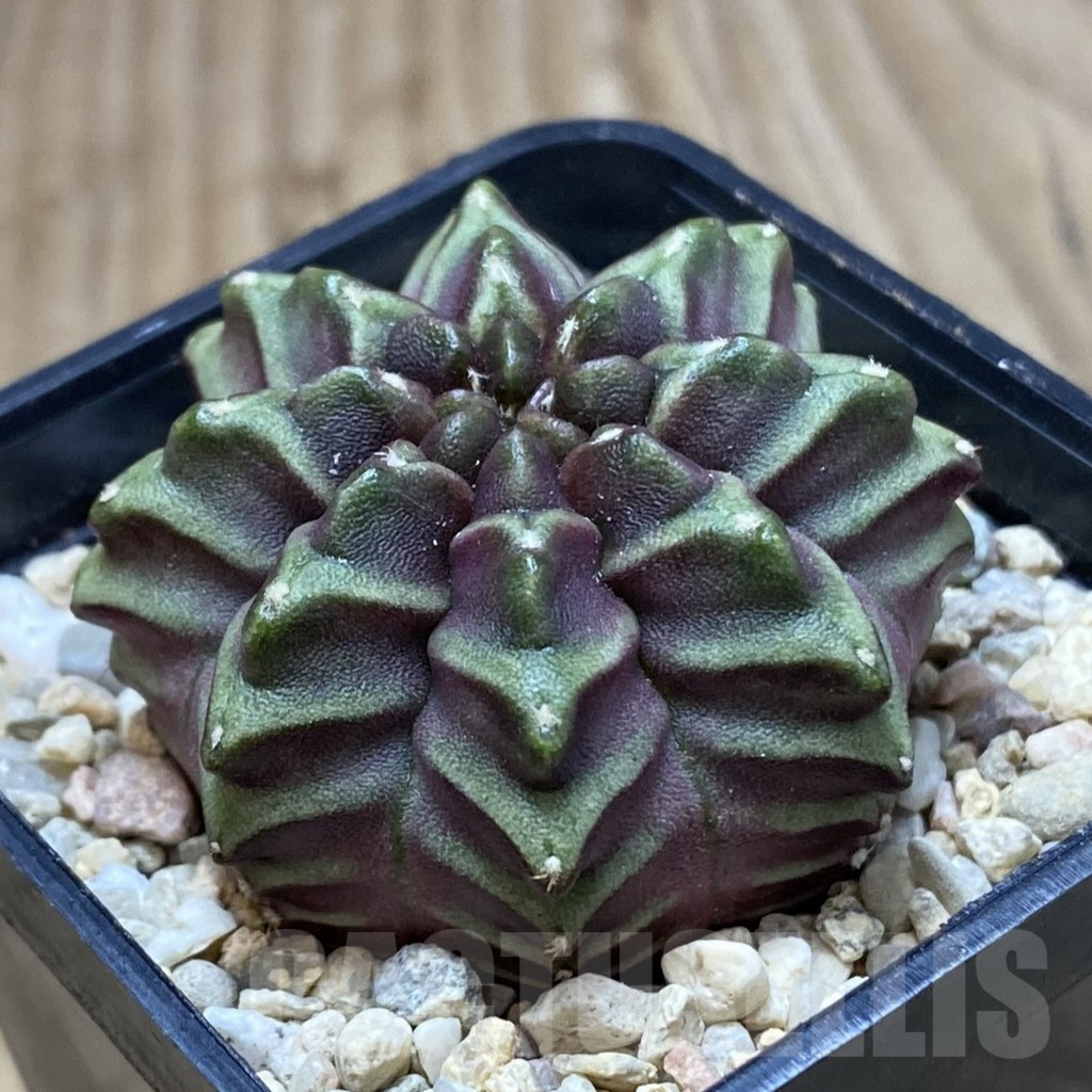 SH2040 Gymnocalycium mihanovichii ‘Nana’ x ‘Day Dream’, seedling – Image 2