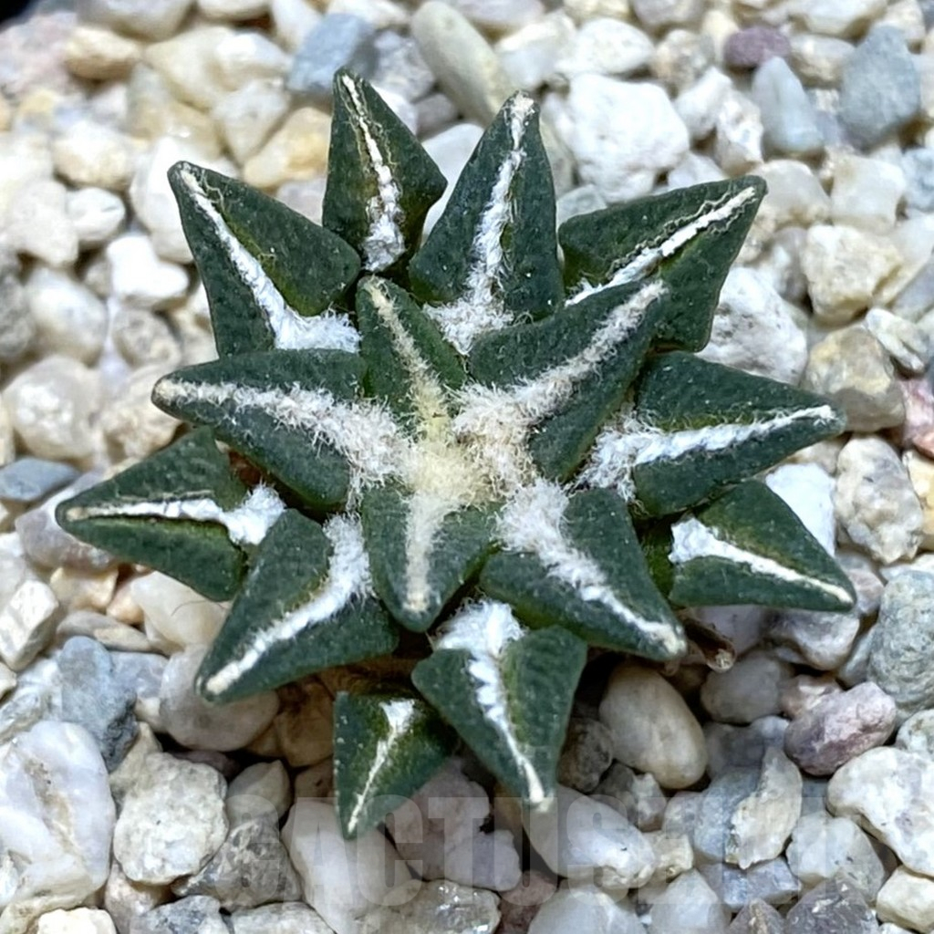 SH2077 Ariocarpus kotschoubeyanus hybrid, seedling, own roots