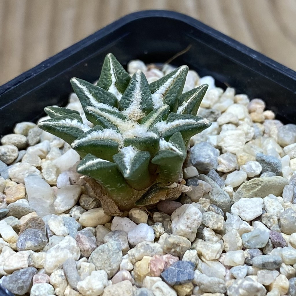 SH2077 Ariocarpus kotschoubeyanus hybrid, seedling, own roots - Obrázek 2