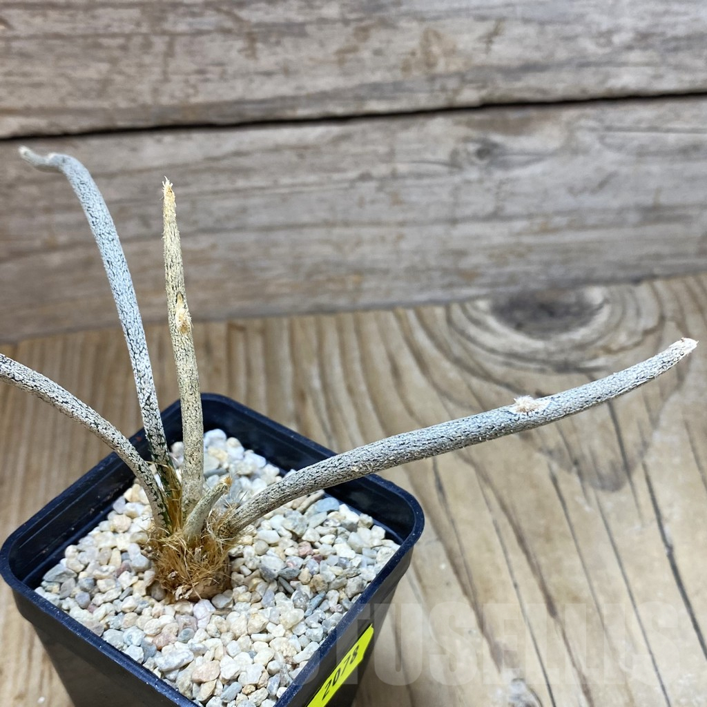 SH2078 Astrophytum caput-medusae