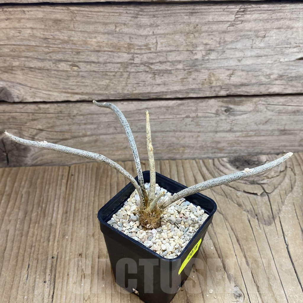 SH2078 Astrophytum caput-medusae - Image 2