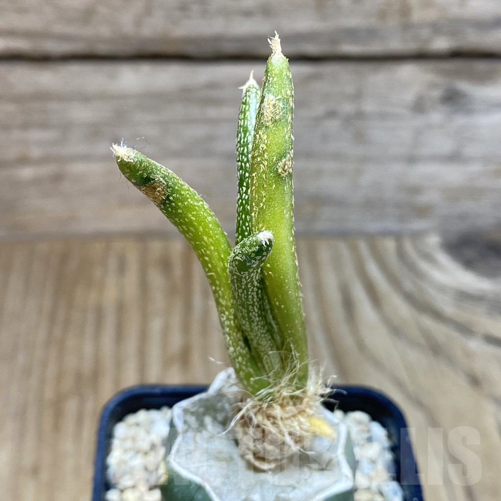 SH2079 Astrophytum caput-medusae f. variegata, grafted