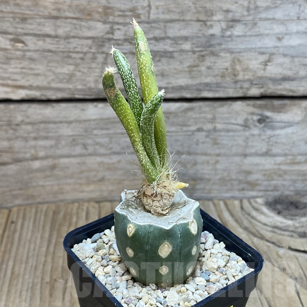 SH2079 Astrophytum caput-medusae f. variegata, grafted - Image 2