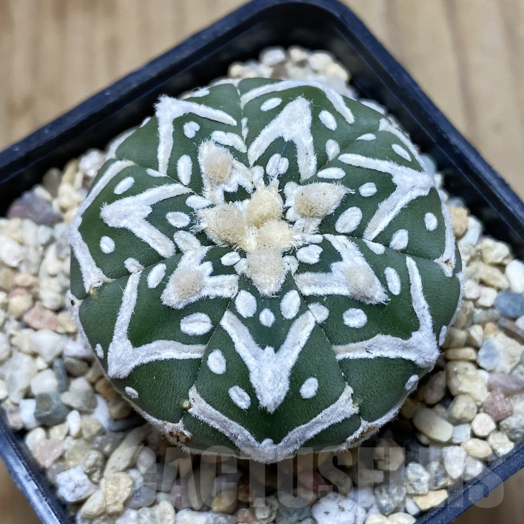 SH2041 Astrophytum asterias ‘Super Kabuto’ V-type f. nudum