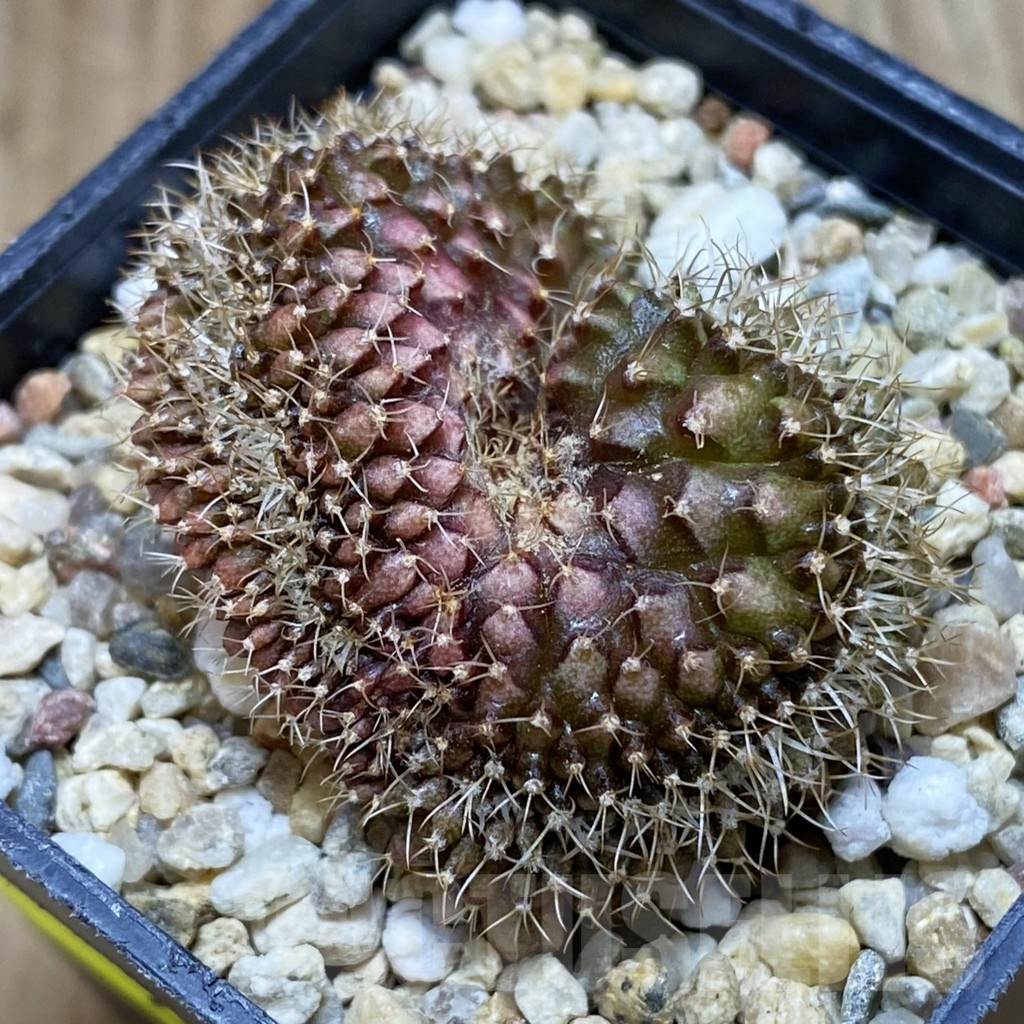 SH2083 Gymnocalycium mihanovichii f. cristata, seedling