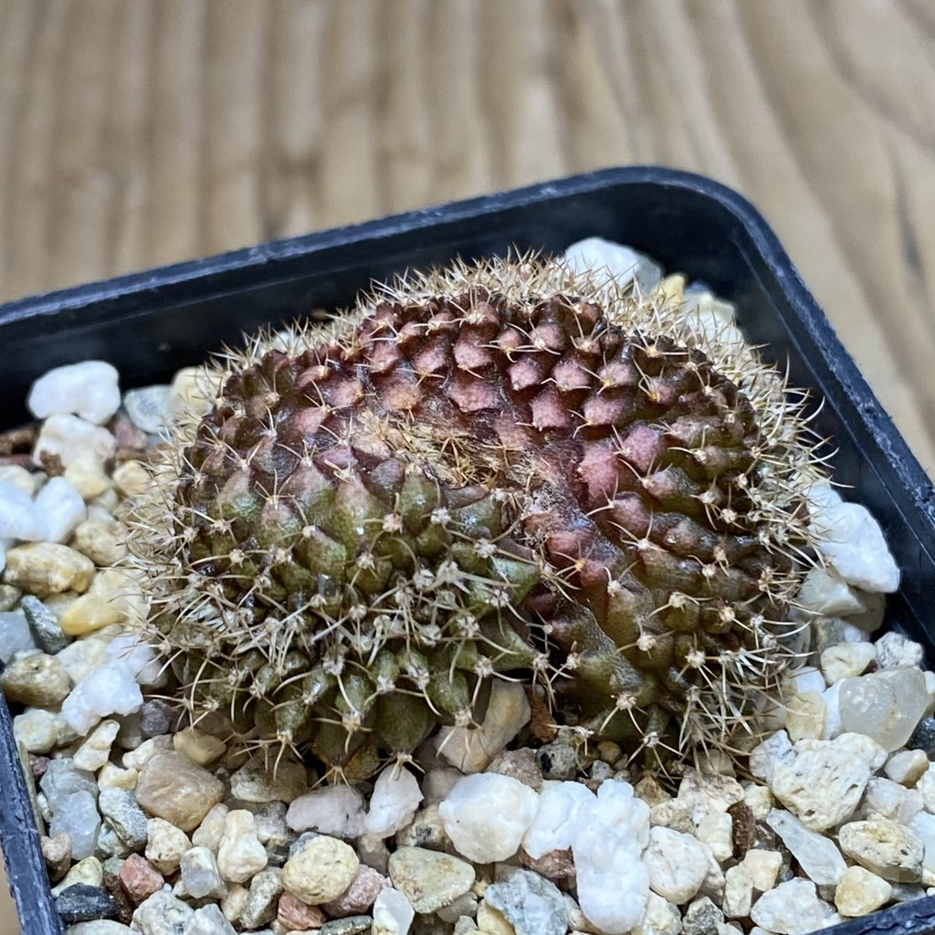 SH2083 Gymnocalycium mihanovichii f. cristata, seedling - immagine 2