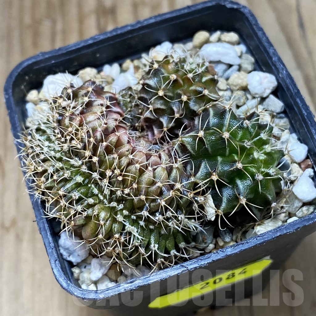 SH2084 Gymnocalycium mihanovichii f. cristata, seedling - immagine 2
