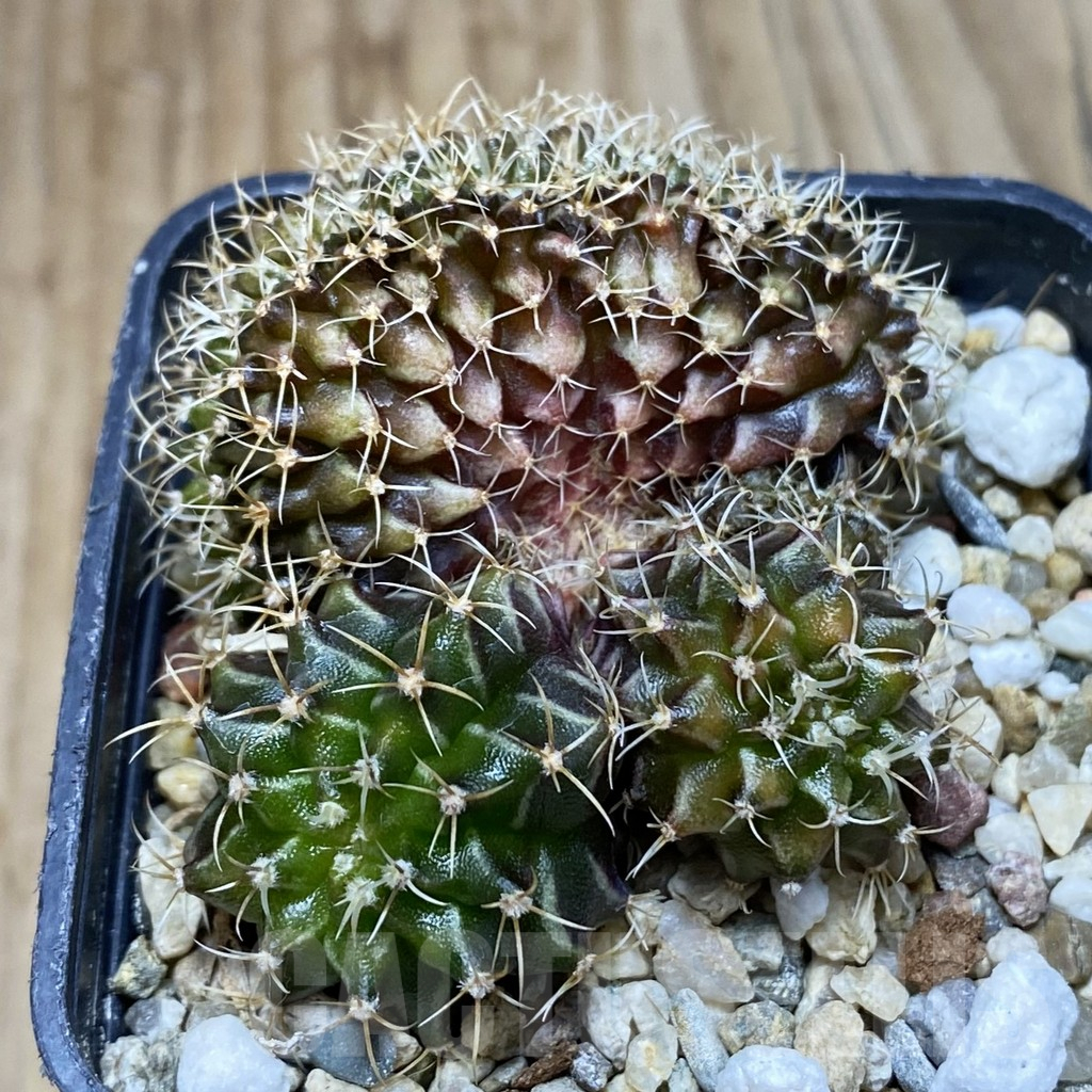 SH2084 Gymnocalycium mihanovichii f. cristata, seedling - immagine 3