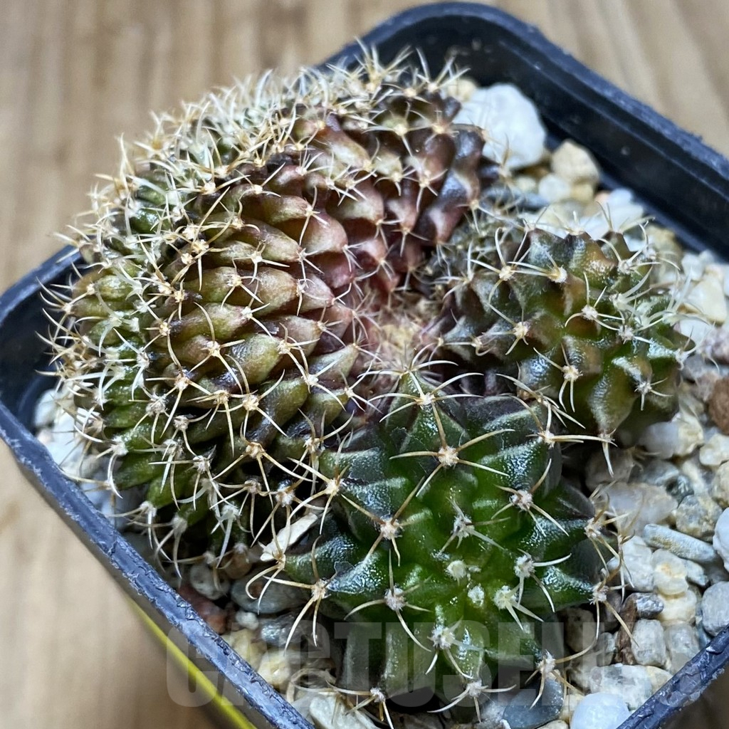 SH2084 Gymnocalycium mihanovichii f. cristata, seedling