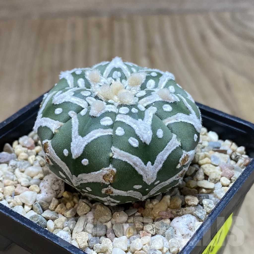 SH2041 Astrophytum asterias ‘Super Kabuto’ V-type f. nudum - immagine 2
