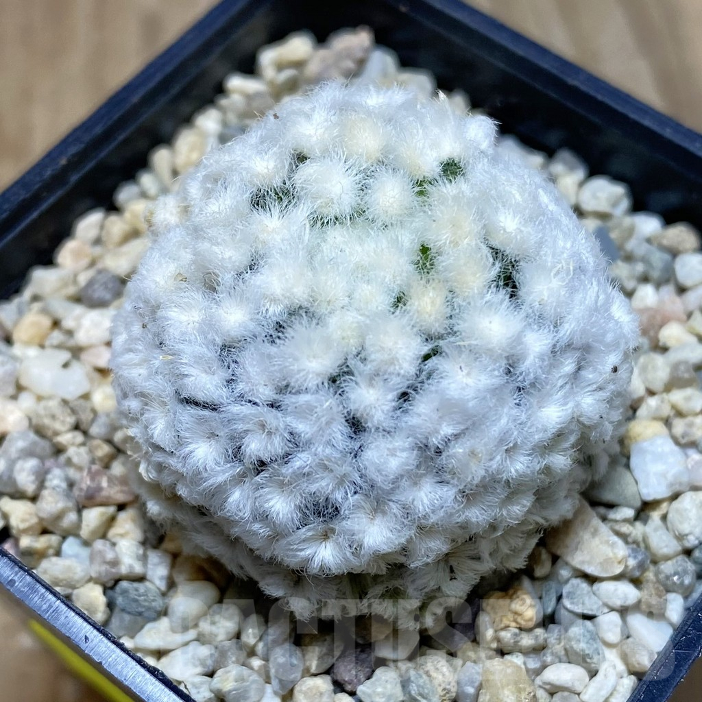 SH2089 Mammillaria plumosa ‘Hanabi’