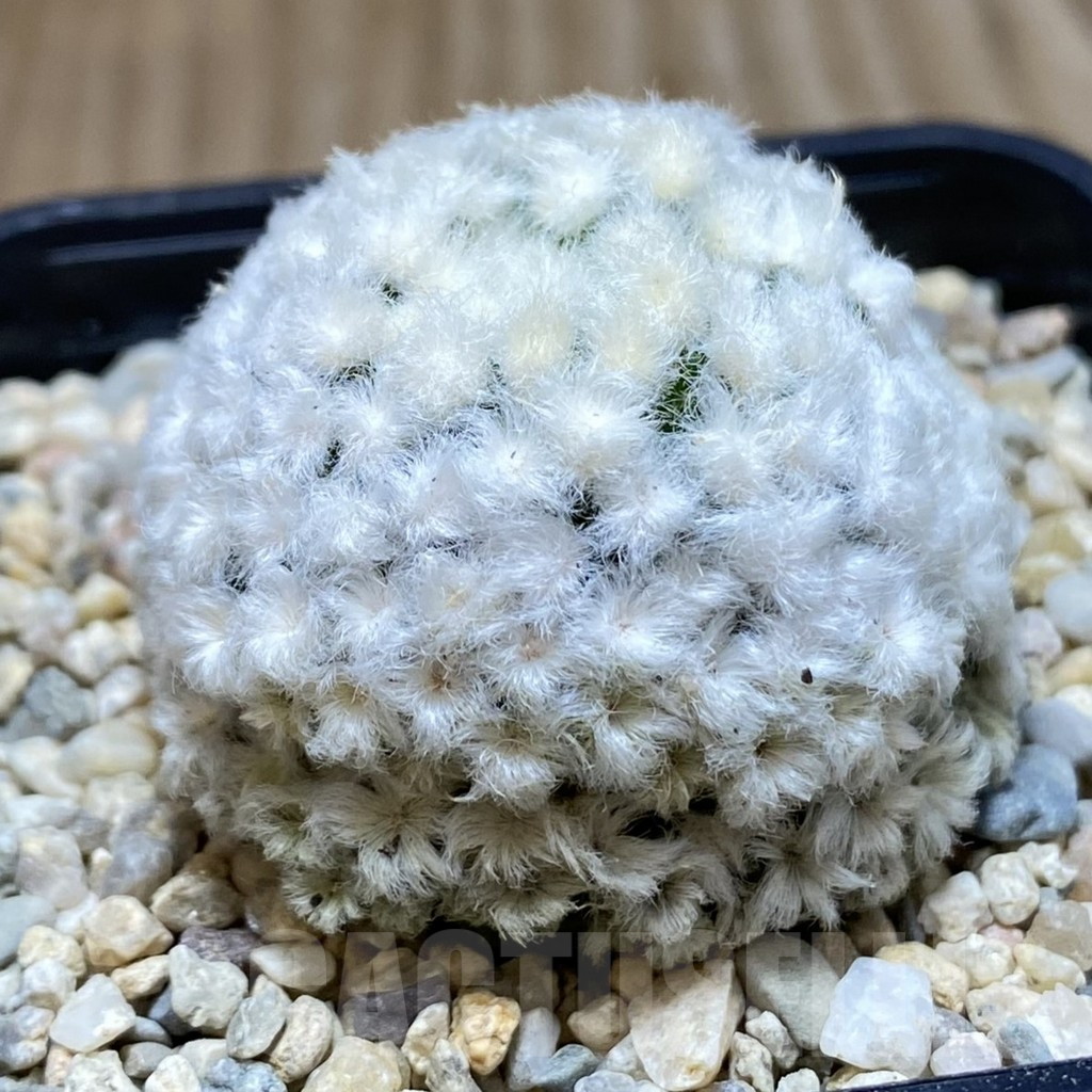 SH2089 Mammillaria plumosa ‘Hanabi’ - 画像 (2)