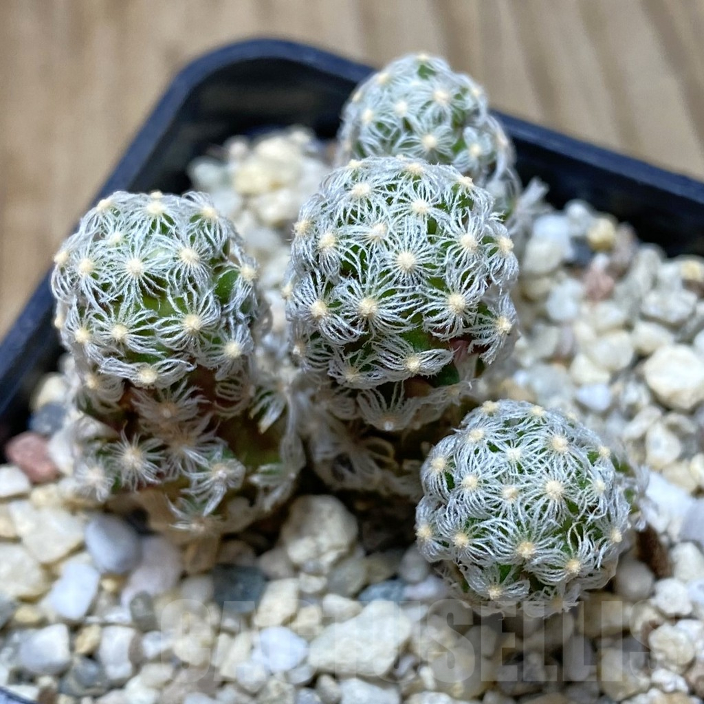 SH2092 Mammillaria theresae v. minor