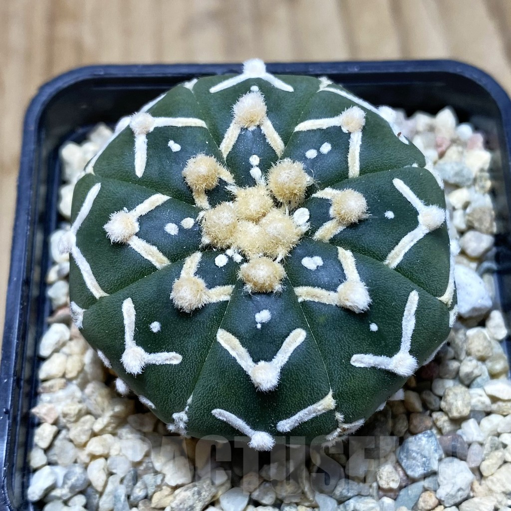 SH2042 Astrophytum asterias ‘Super Kabuto’ V-type f. nudum