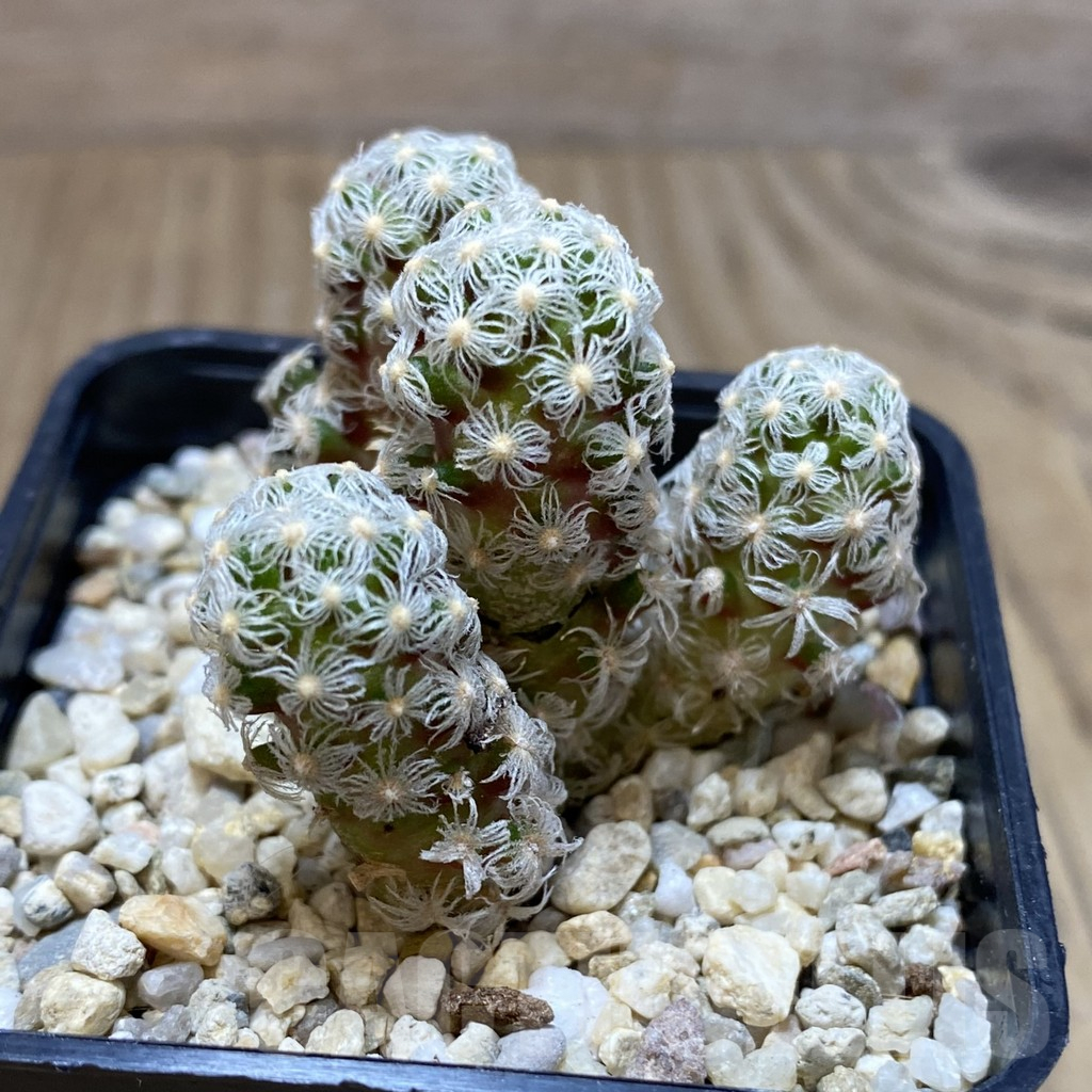SH2092 Mammillaria theresae v. minor – Image 2
