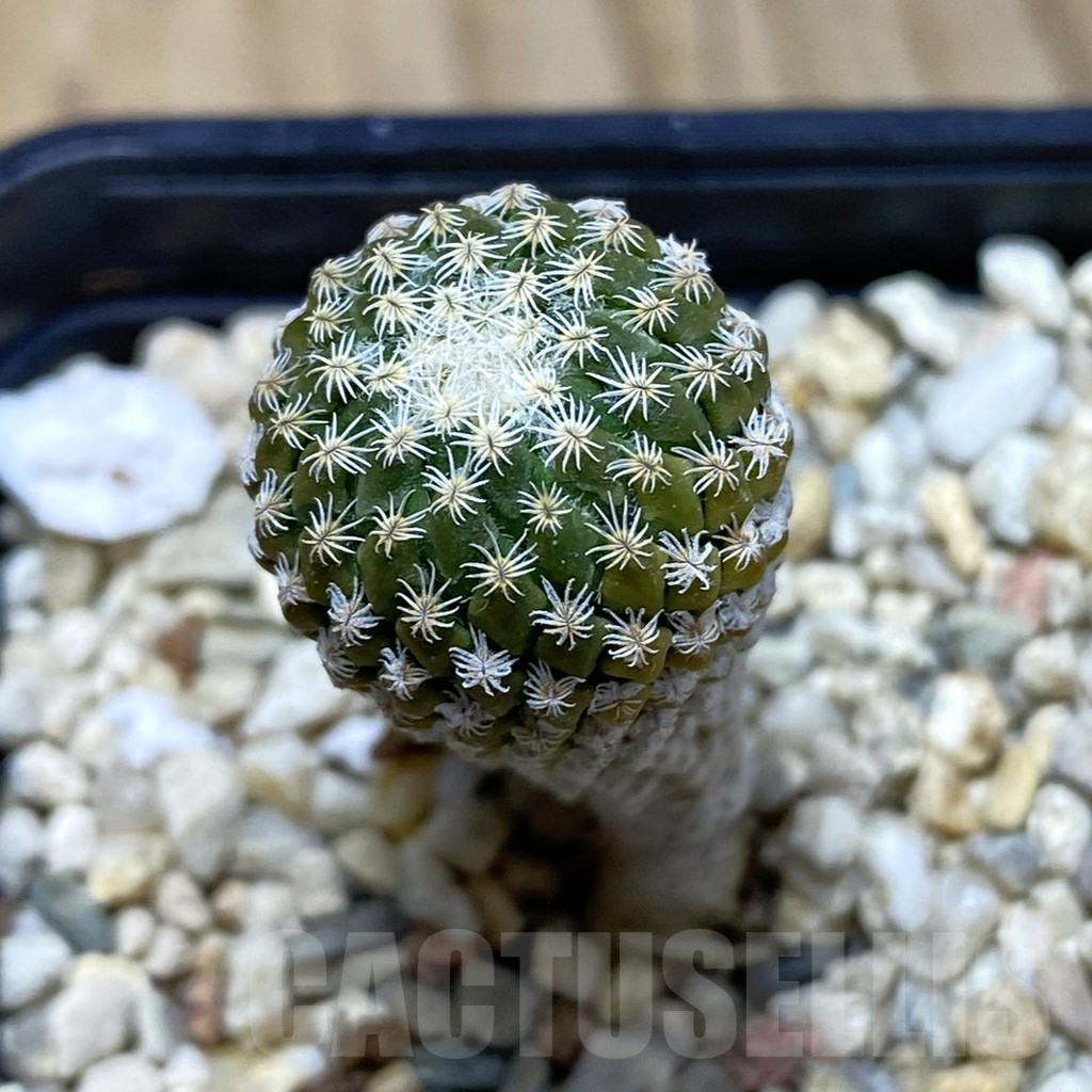 SH2094 Pelecyphora strobiliformis