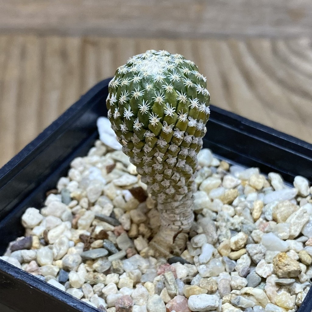 SH2094 Pelecyphora strobiliformis - Image 2