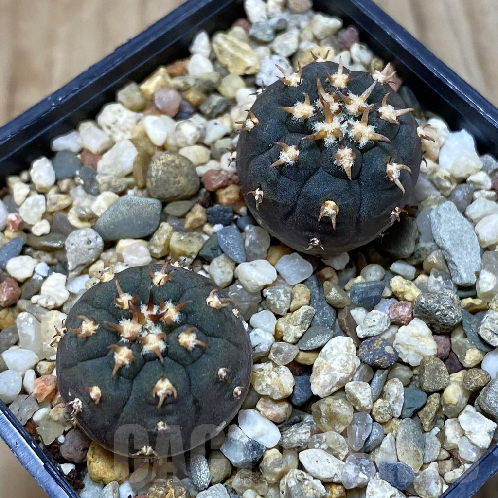 SH2095 Gymnocalycium spegazzinii v. unguispinum SL 443, 2 plants seedling