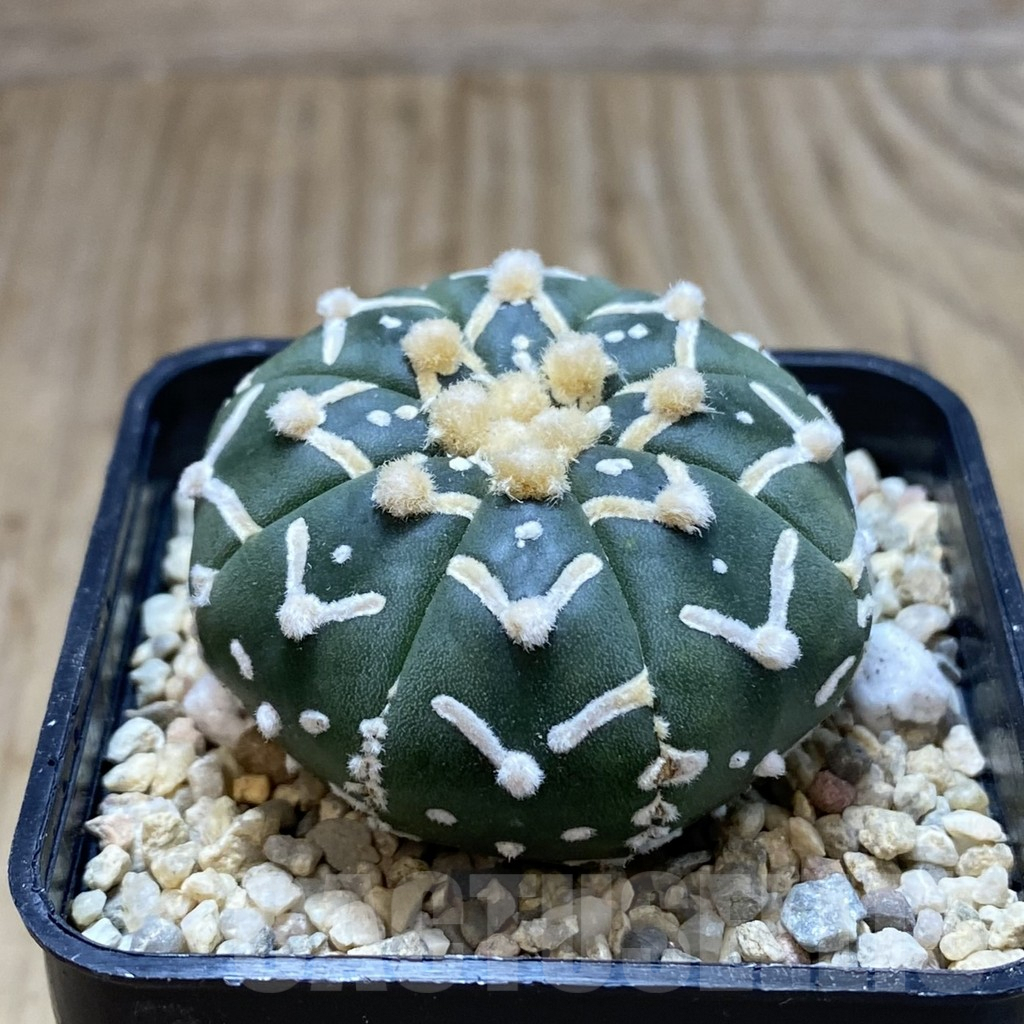SH2042 Astrophytum asterias ‘Super Kabuto’ V-type f. nudum - Зображення 2