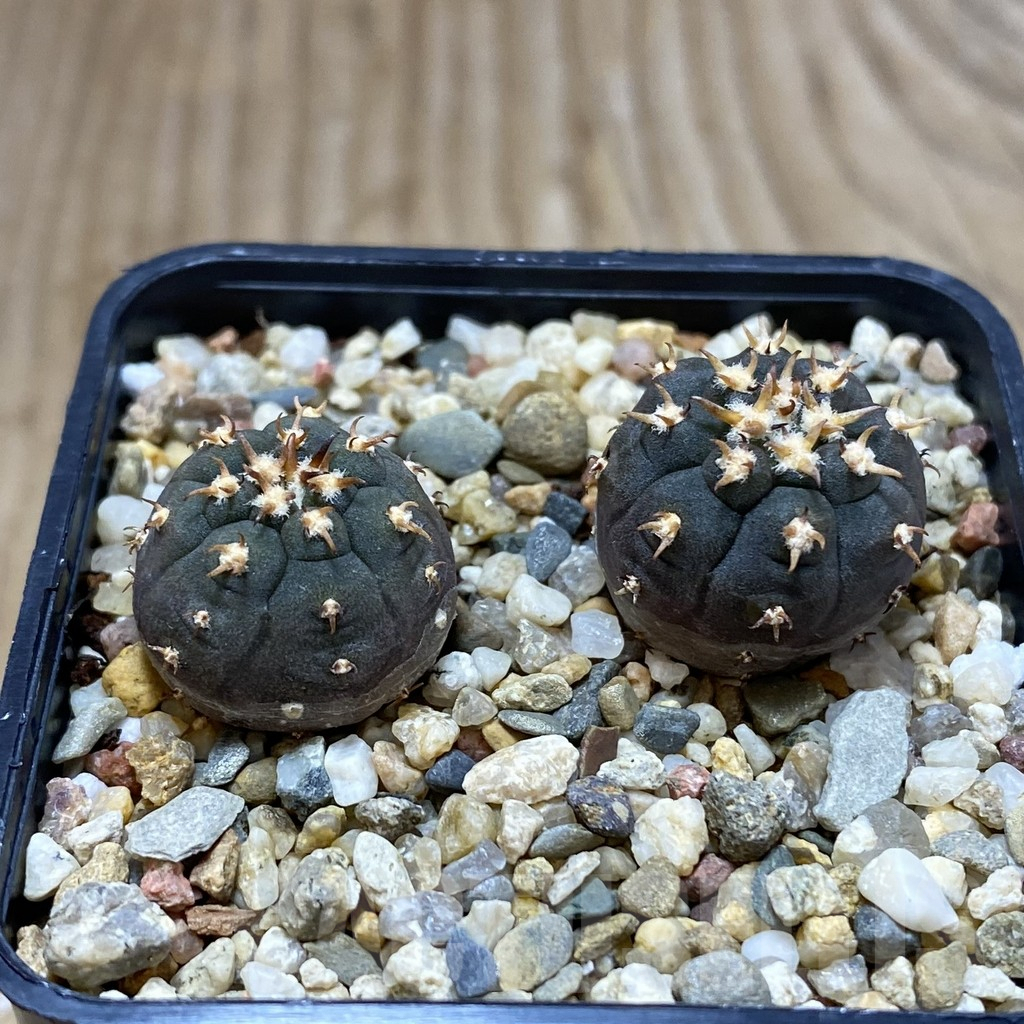 SH2095 Gymnocalycium spegazzinii v. unguispinum SL 443, 2 plants seedling - immagine 2