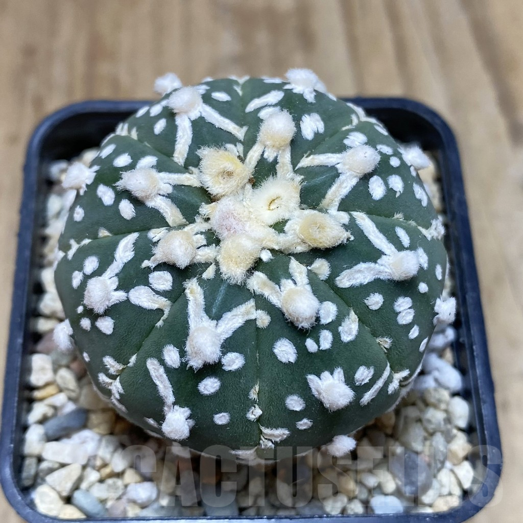 SH2044 Astrophytum asterias ‘Super Kabuto’ V-type f. nudum