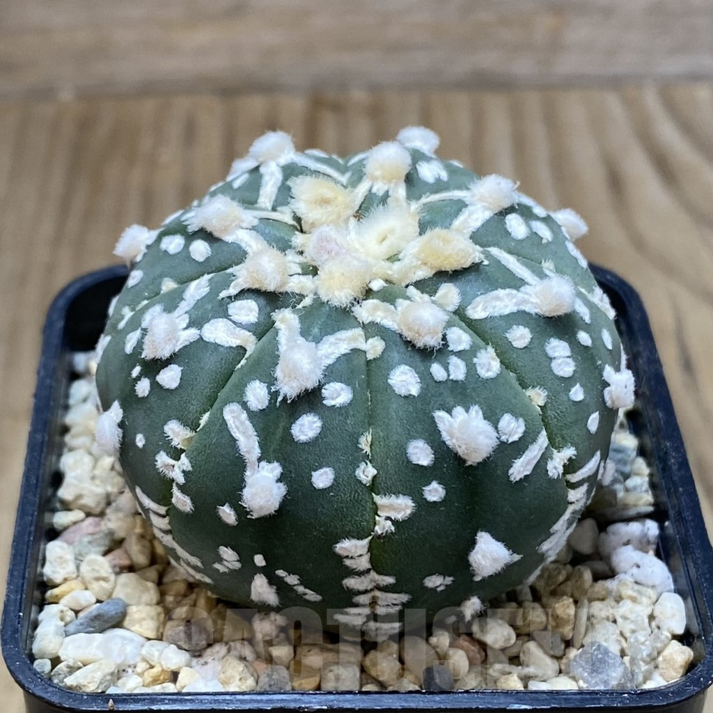 SH2044 Astrophytum asterias ‘Super Kabuto’ V-type f. nudum - Image 2