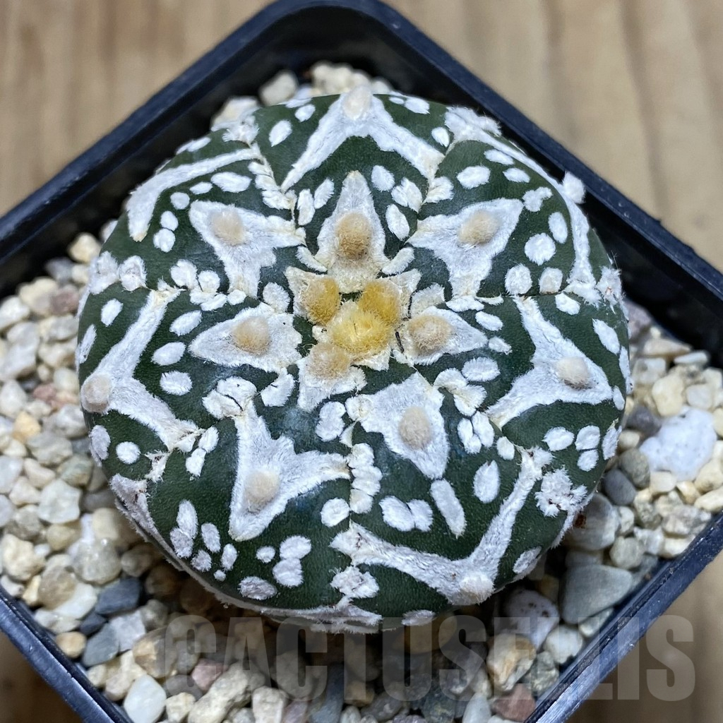SH2045 Astrophytum asterias ‘Super Kabuto’ V-type