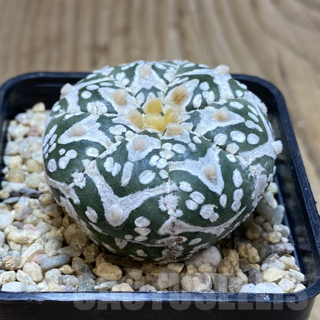 SH2045 Astrophytum asterias ‘Super Kabuto’ V-type - Image 2