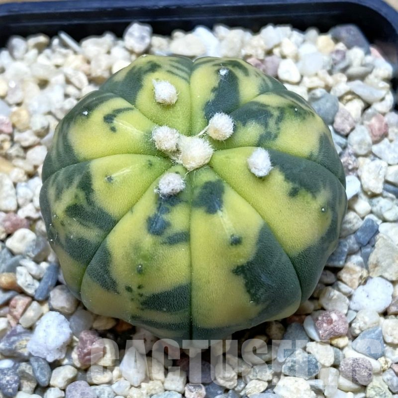 SH2051 Astrophytum asterias f. variegata