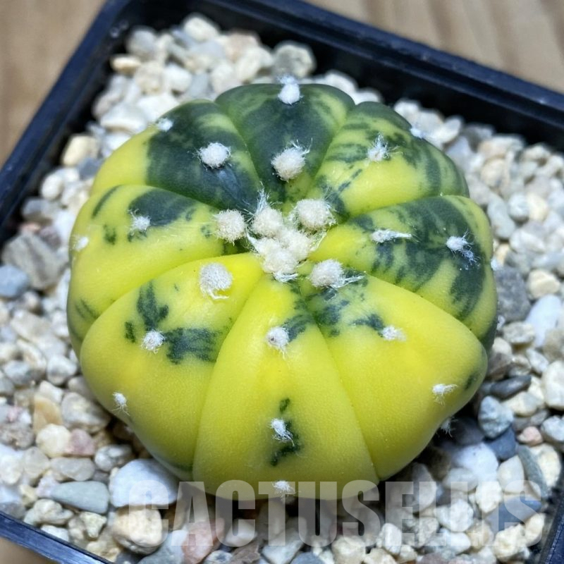 SH2052 Astrophytum asterias f. variegata