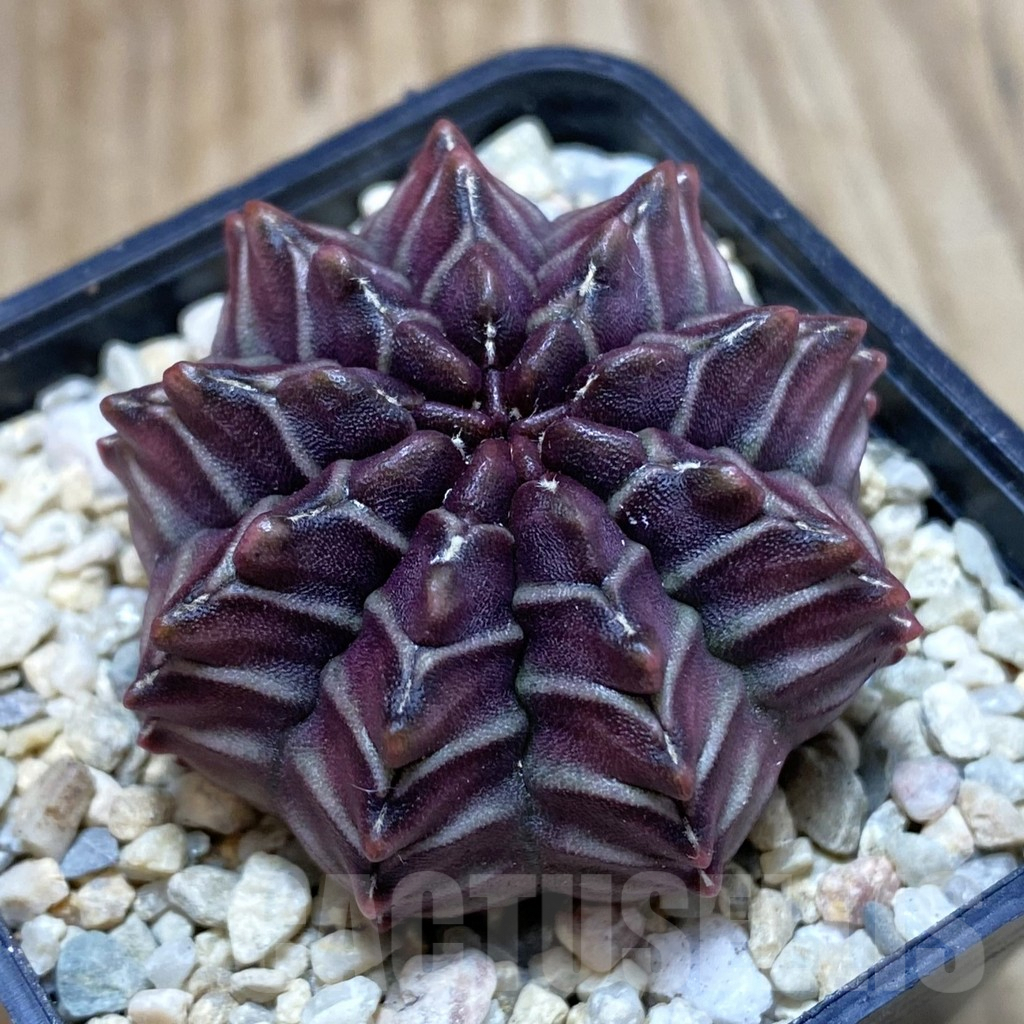 SH2038 Gymnocalycium mihanovichii ‘Nana’ x ‘Day Dream’, seedling
